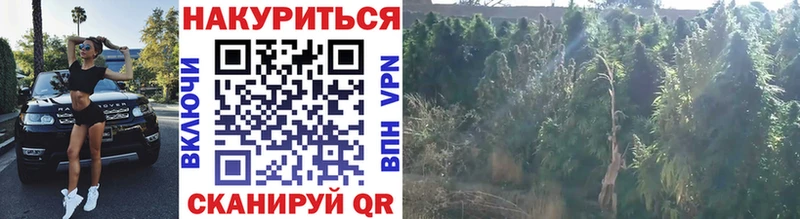 Бошки Шишки MAZAR  Лыткарино 